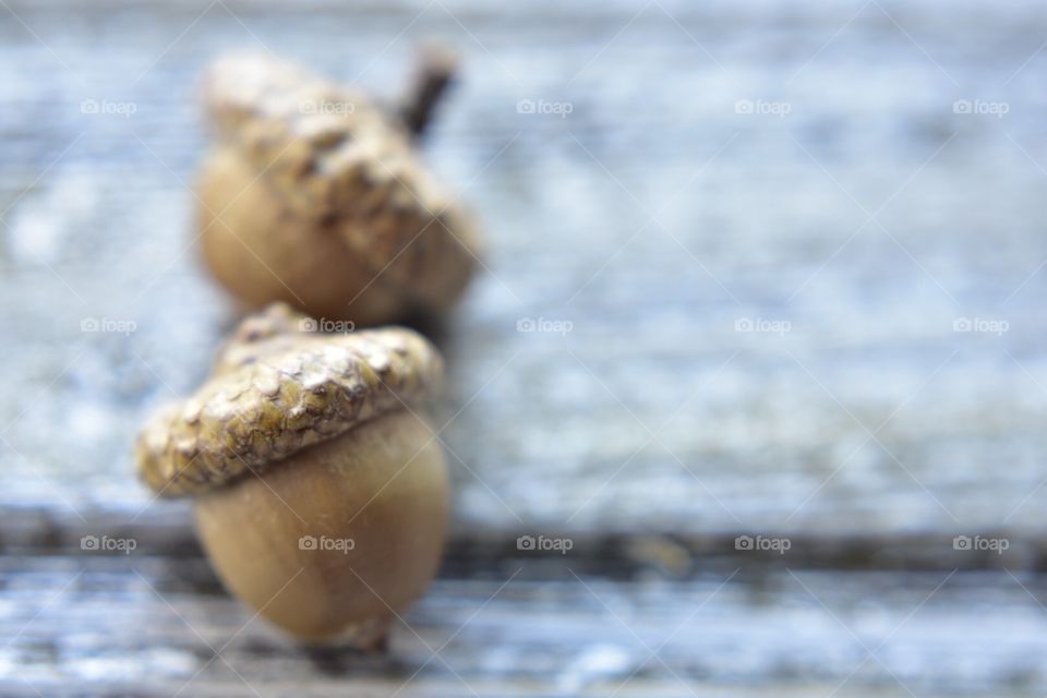Acorns 