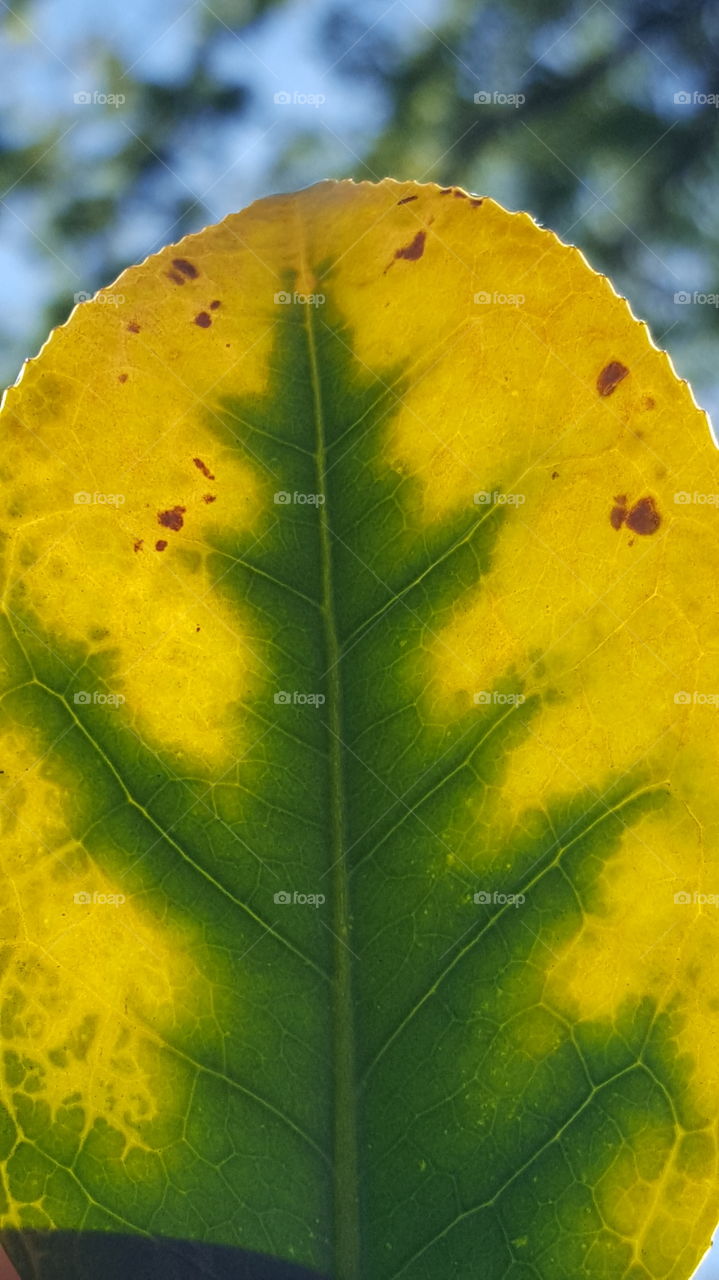 leaf within