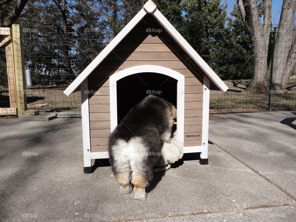 puppy butt