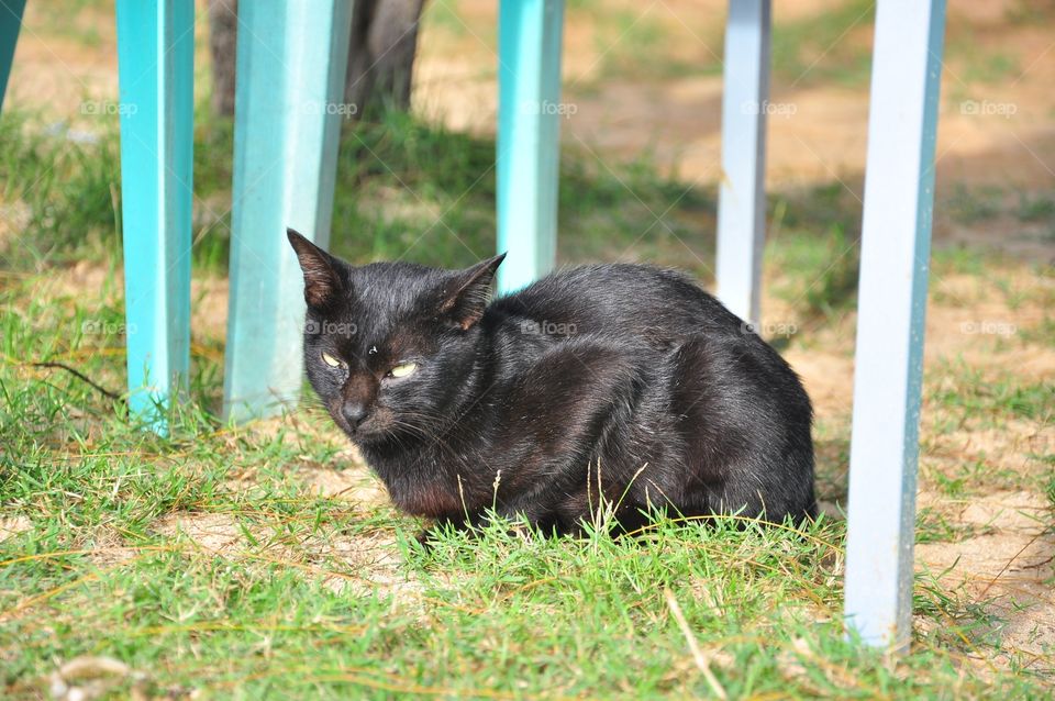 Grass, Cat, Animal, Mammal, Cute