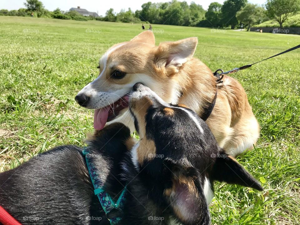 Corgi playtime 