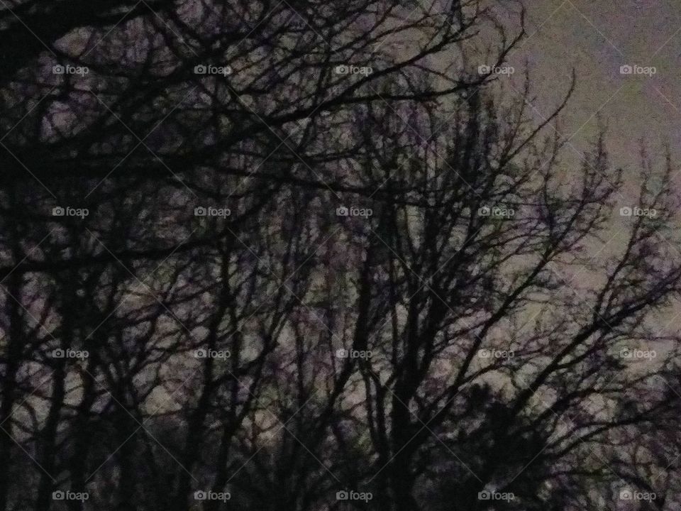 trees on a cloudy night