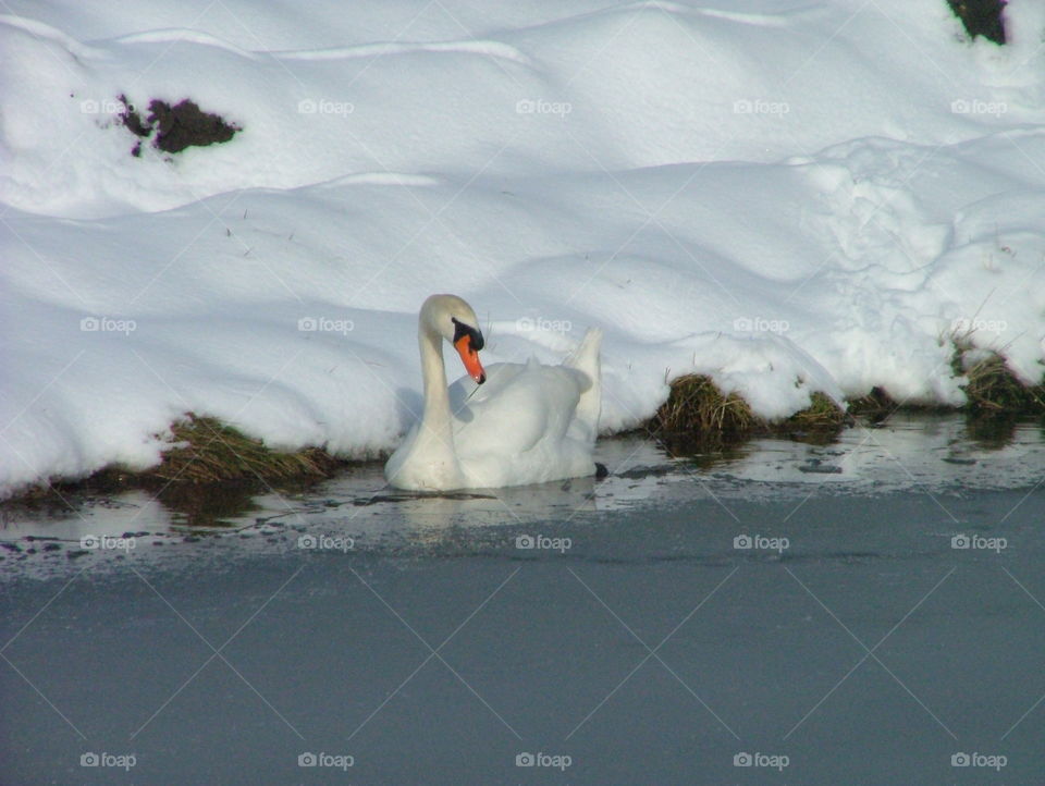 swan in the snow. Swan in winter in the Netherlands