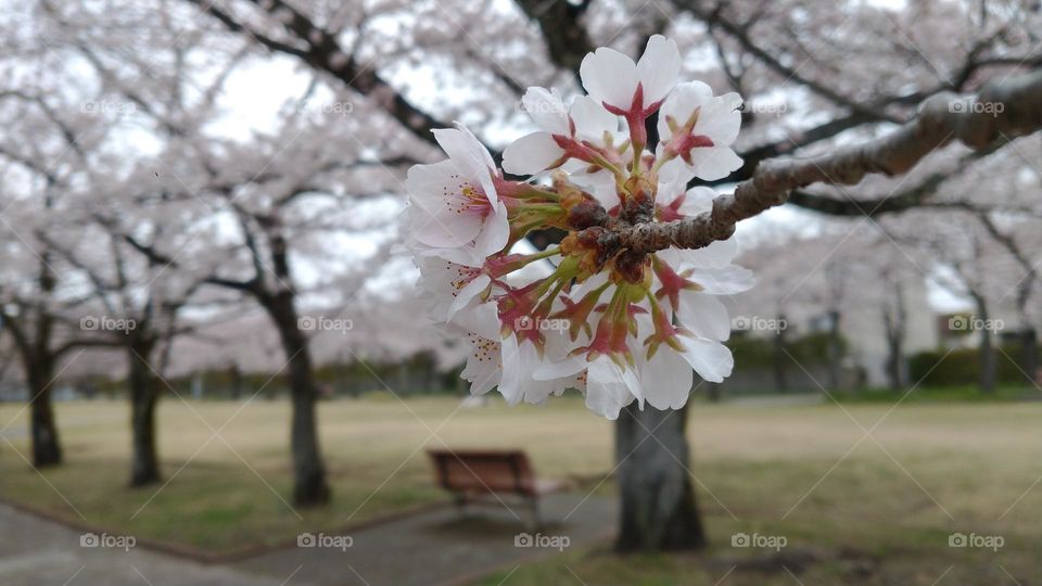 Cherry Blossoms in Japan 