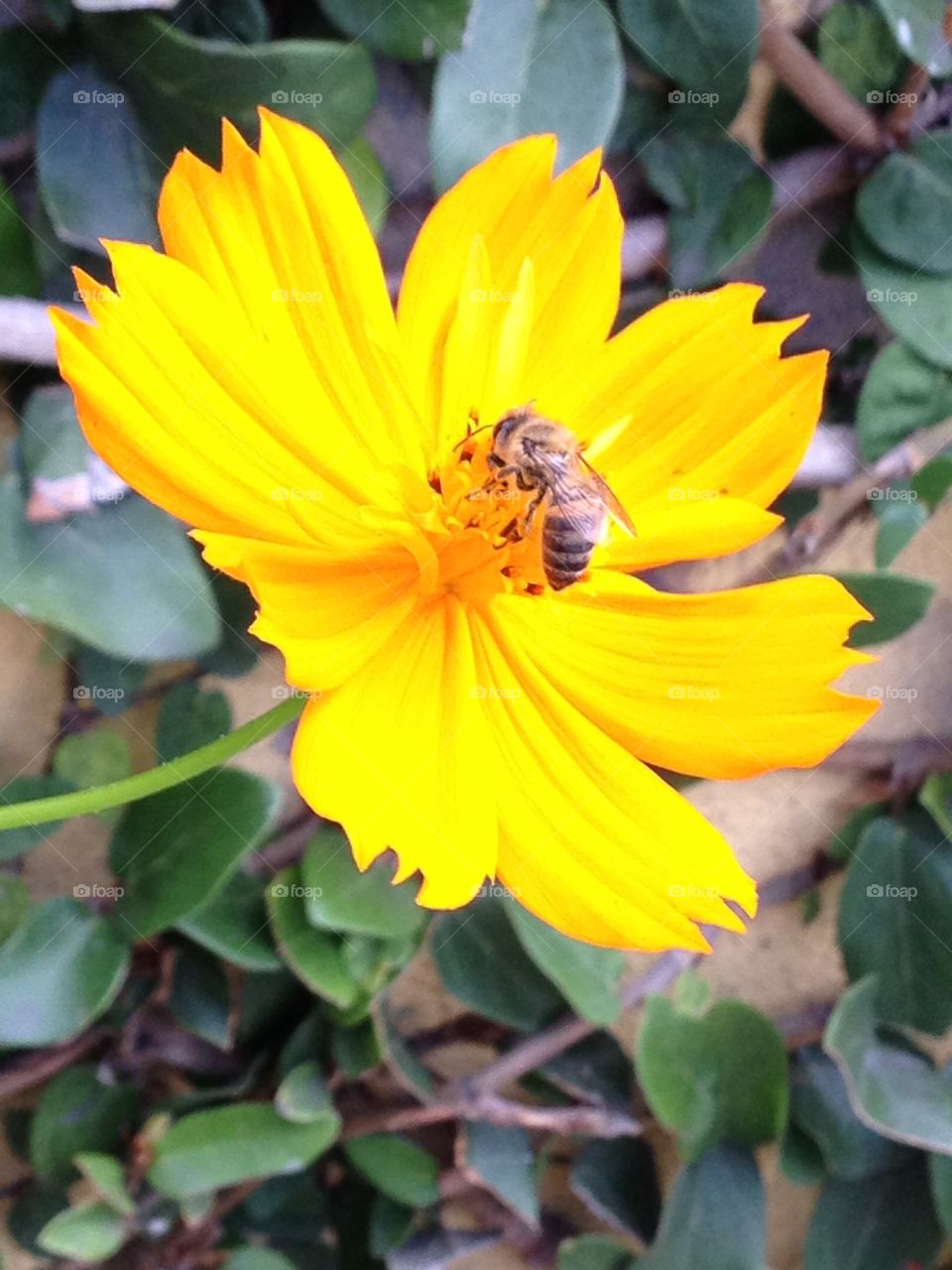 Bee