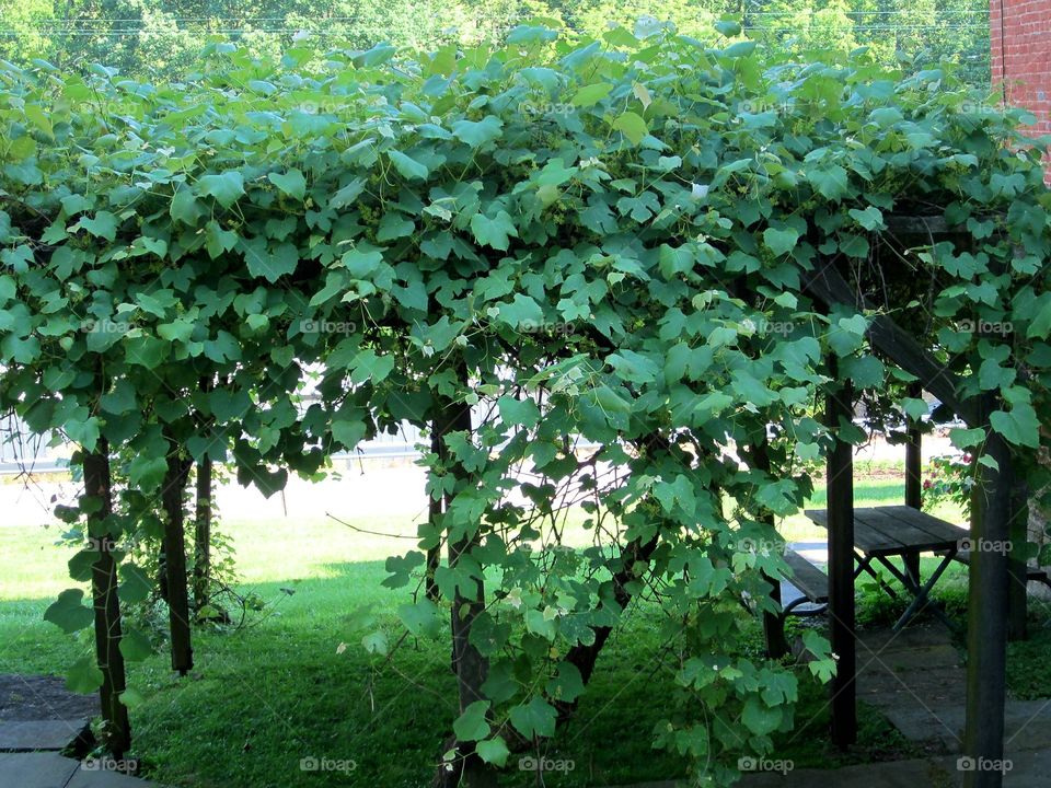 vines