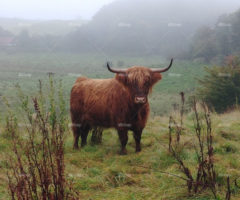 rind cow weide highland schottisches wiese