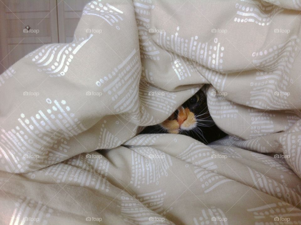 Our cat saying peek a boo from the duvet!