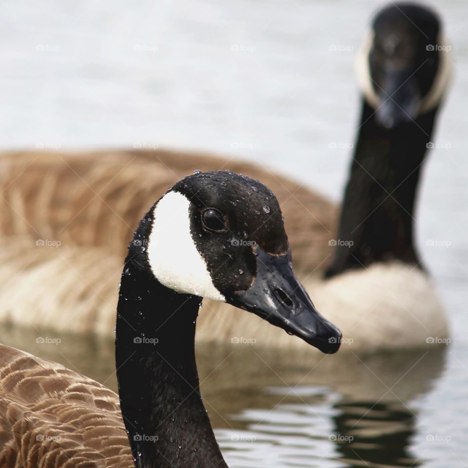 Goose, Bird, Waterfowl, Duck, Swan