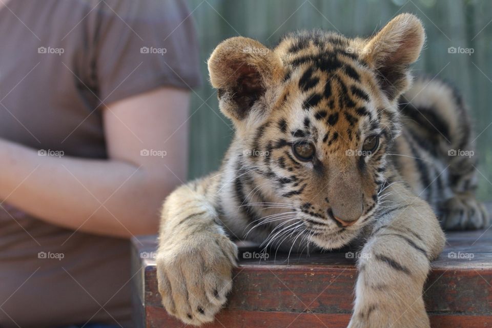 Tiger cub