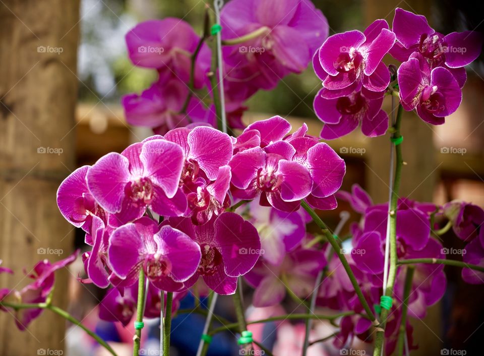 Close-up of orchid flower