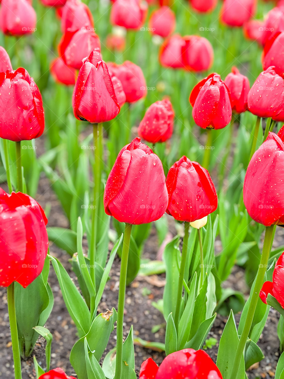 Vibrant, Bright, and Colorful Red Tulips Budding in Spring