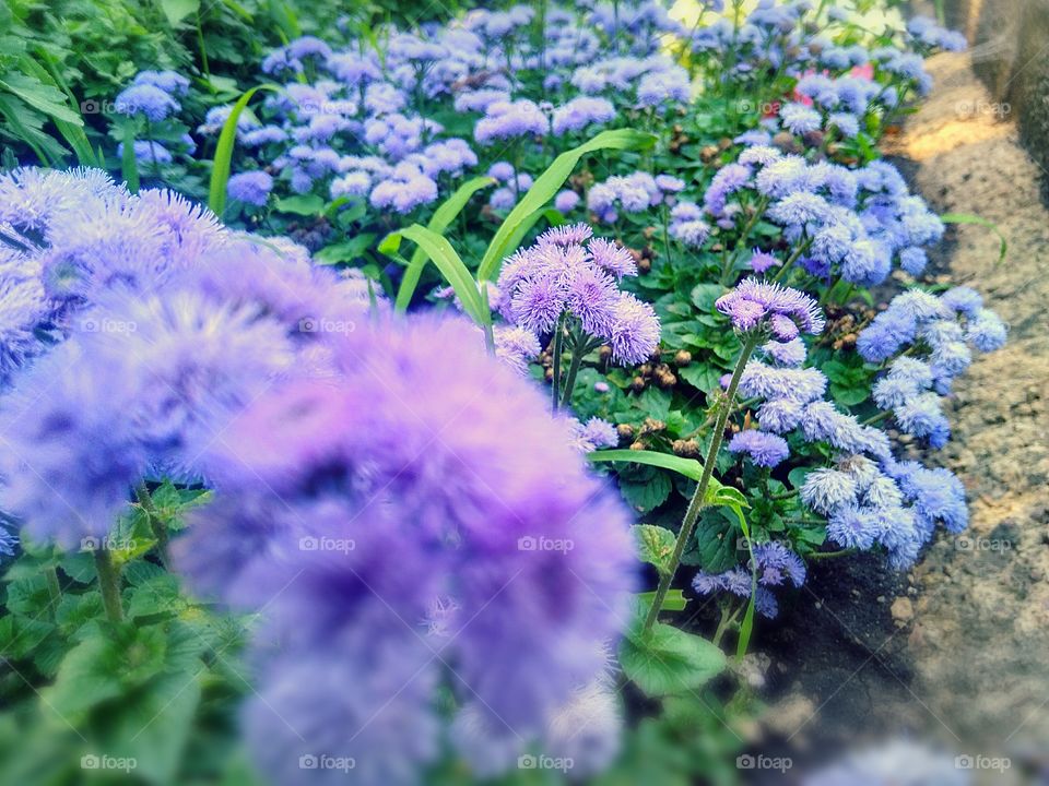 purple flowers along the road.