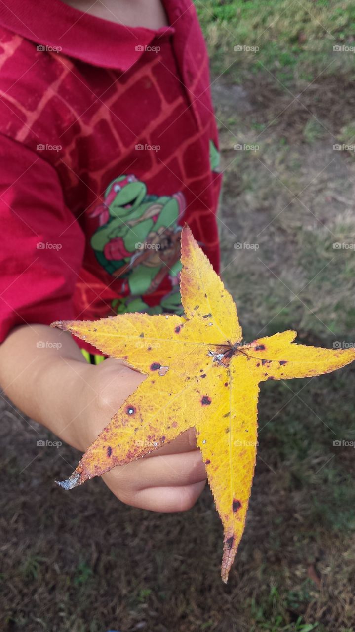 fall leaf- yellow