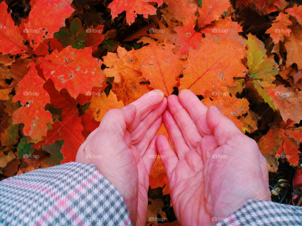 red autumn