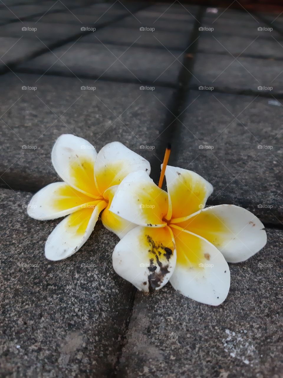 The two flower on the ground