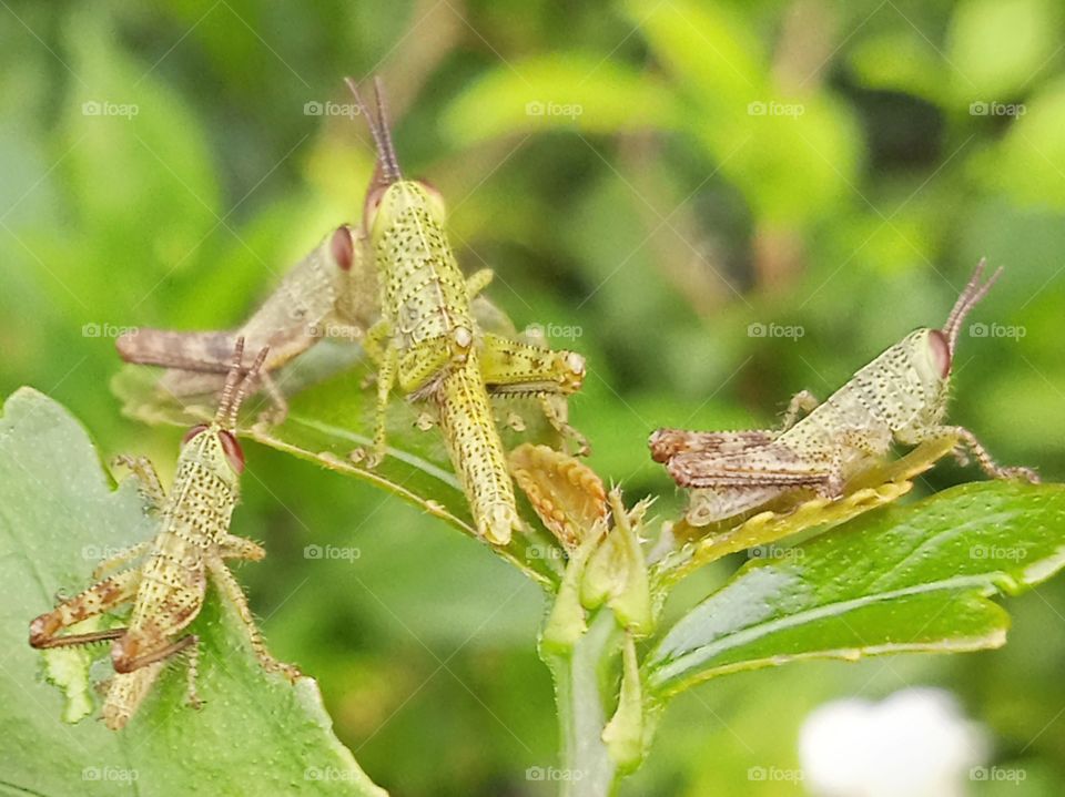 Four little grasshoppers.