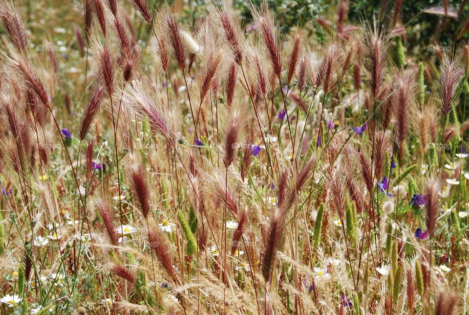 flowers field in bloom crop by Nikita80