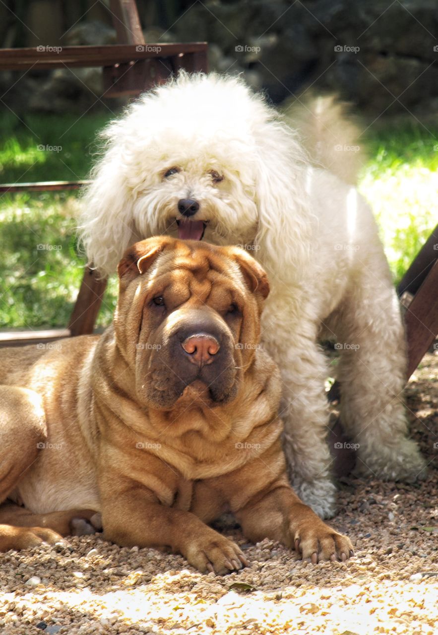 Portrait of two dogs