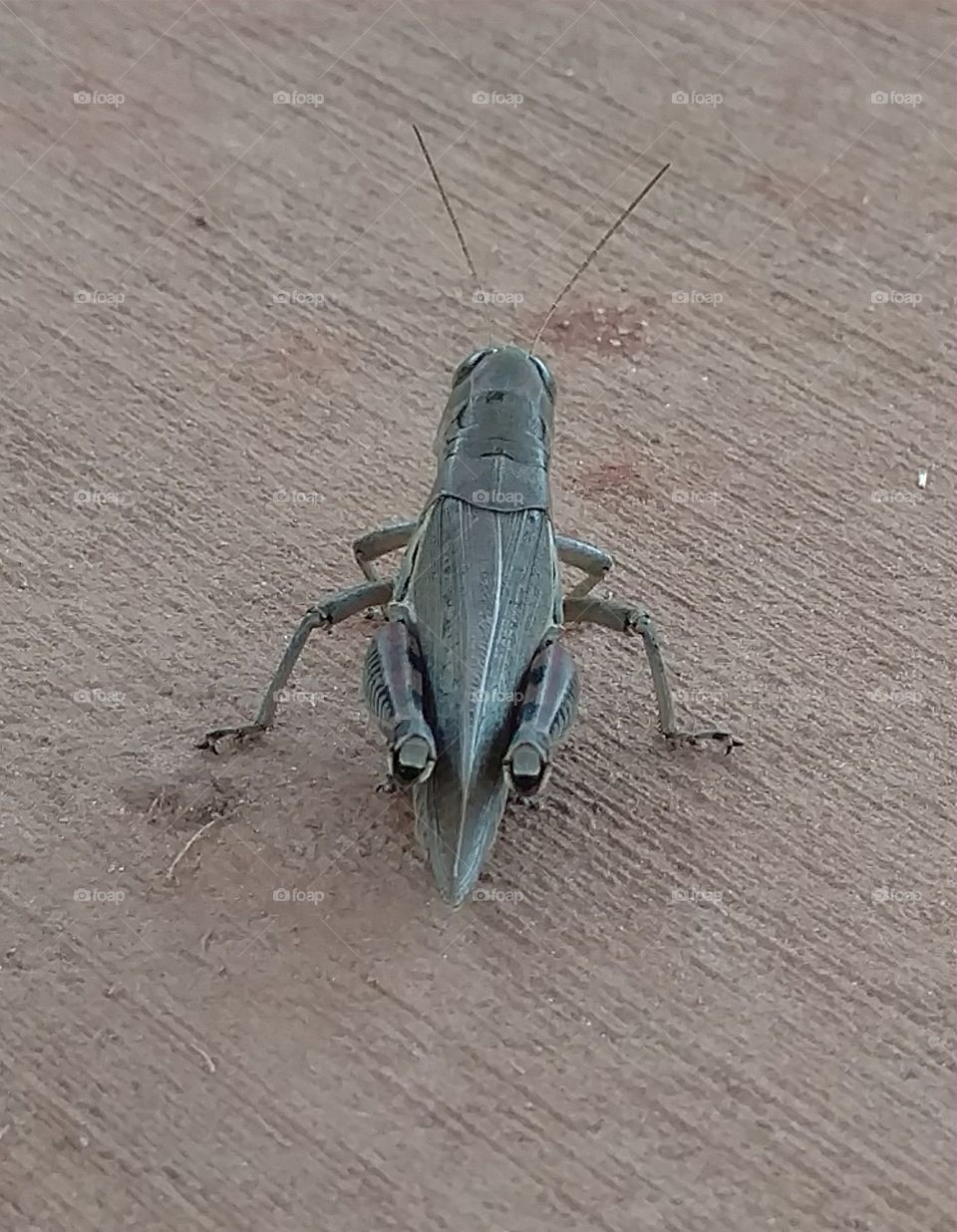 Grasshopper