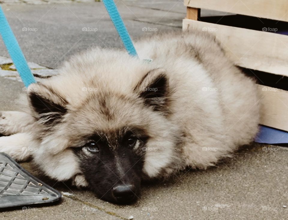 Hund mit schöne Augen