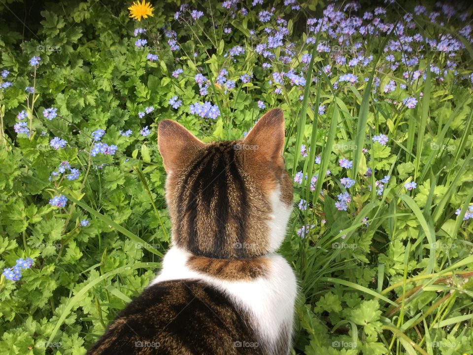 Cat. Cat in garden