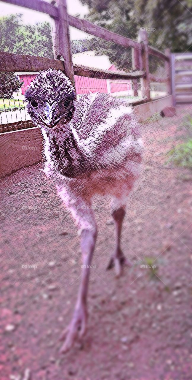 Baby emu