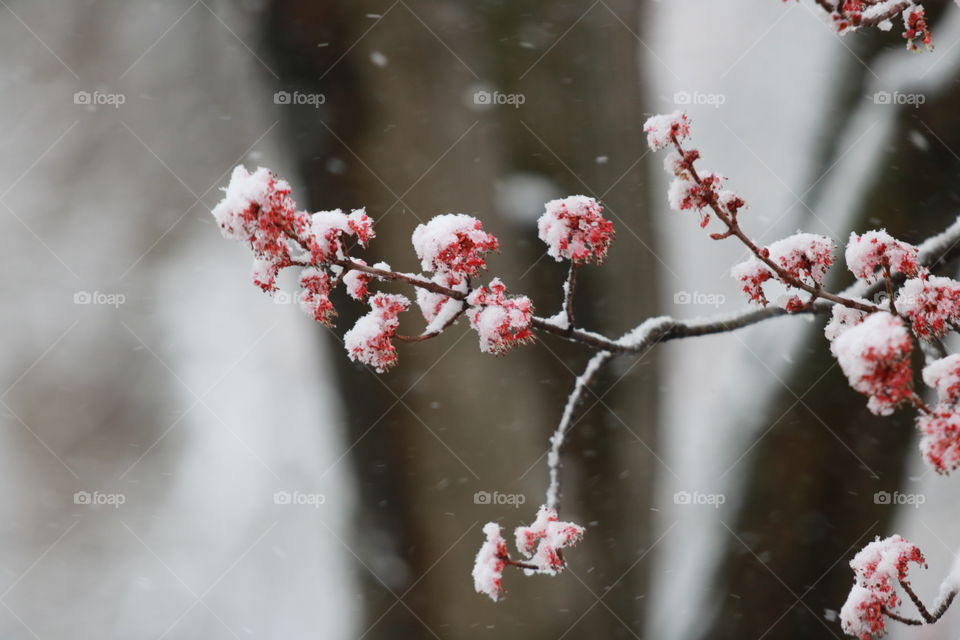 Winter, No Person, Flower, Snow, Cherry