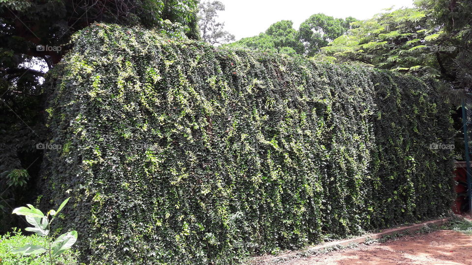 plants on wall