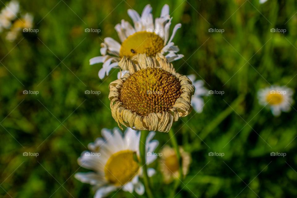 dying daisy in the summer sun