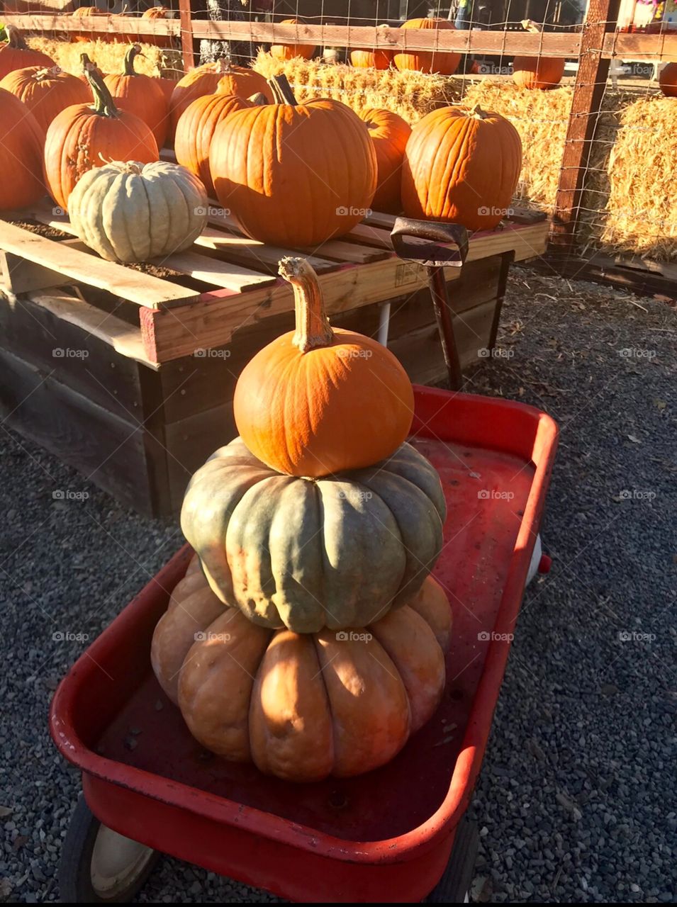 a stack of beautiful colorful pumpkins in a red wagon at the pumpkin patch in the USA, America 