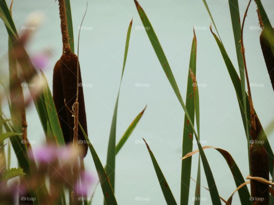 grass on a lake