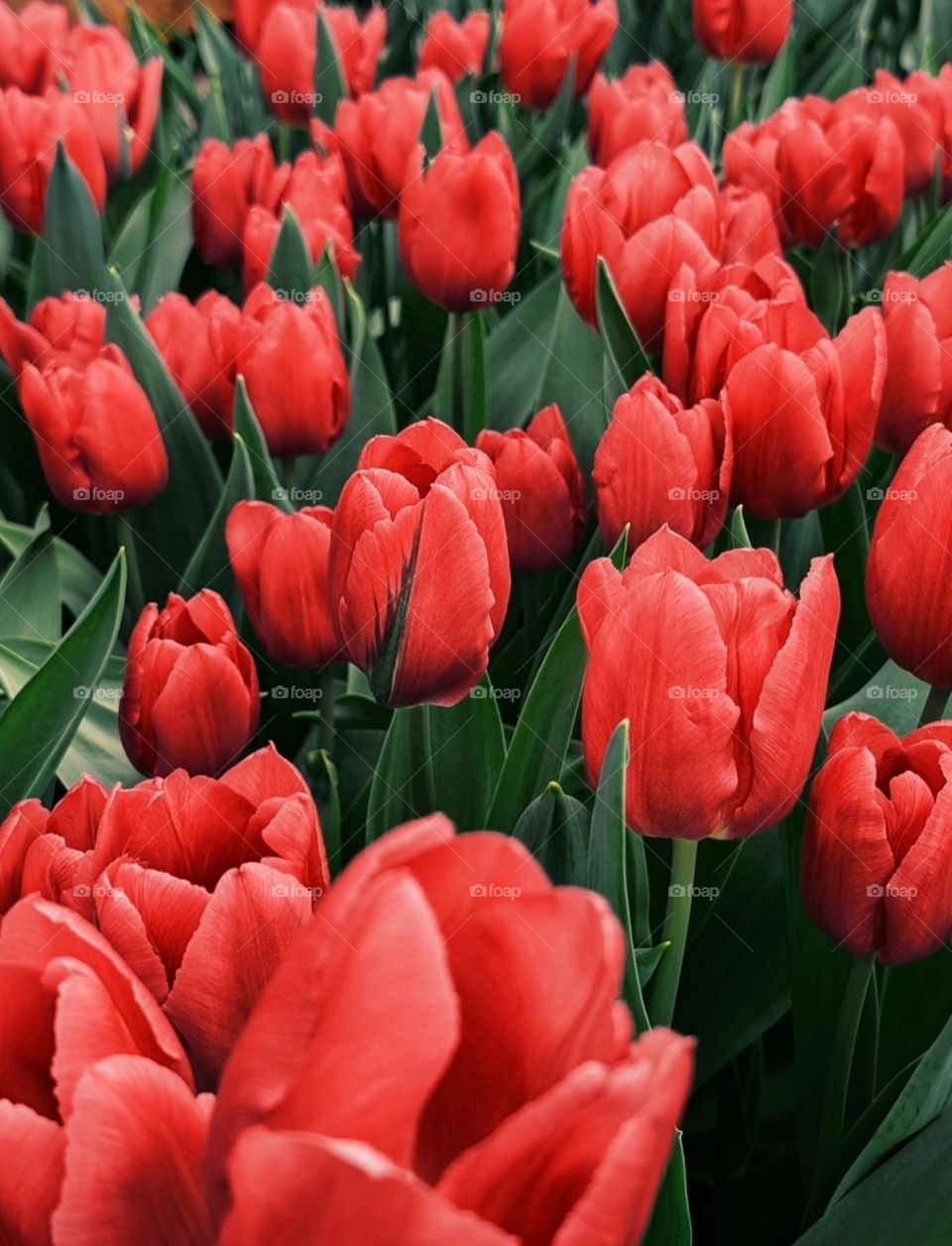 A feld of dreams, painted in the vibrant hues of spring's embrace