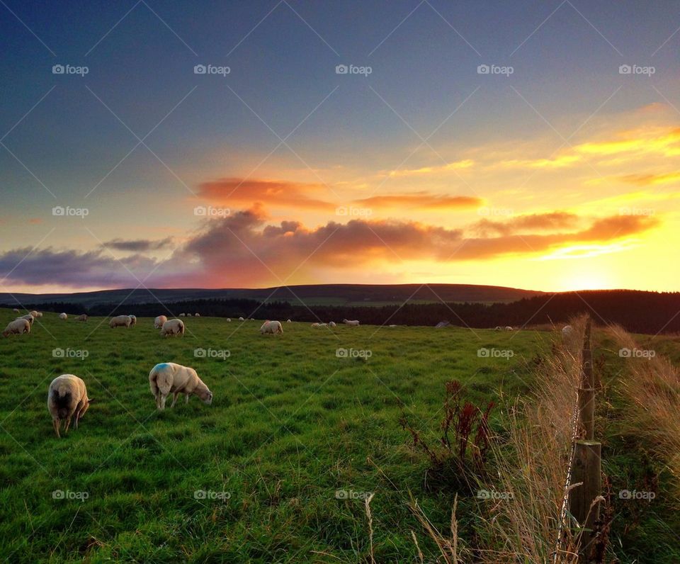 Sunset in a green field with sheeps- HDR