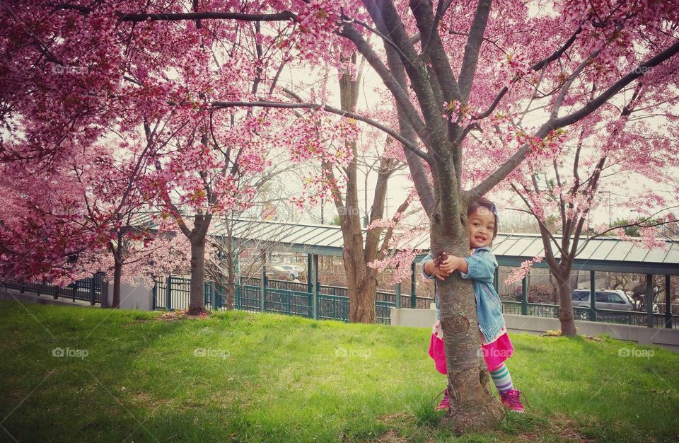 Cherry blossoms!