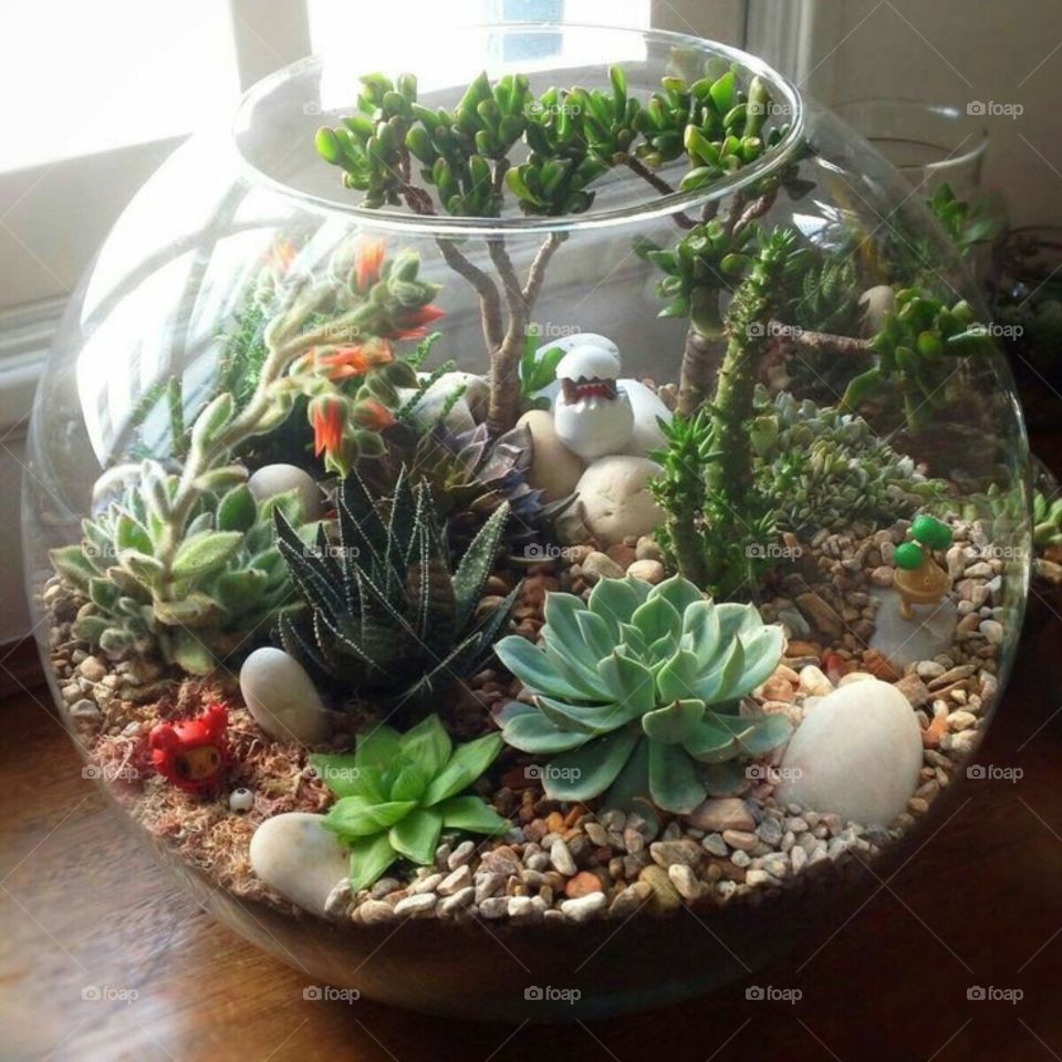 mini jardin