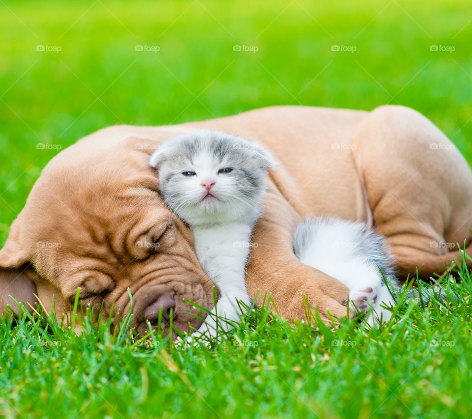 friendship between dog and cat