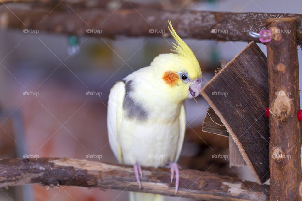 Cute parrot playing