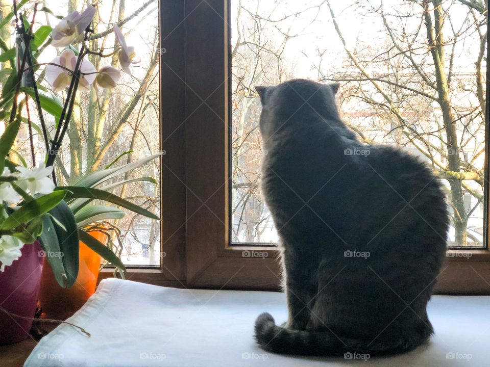 Cat is sitting on the windowsill