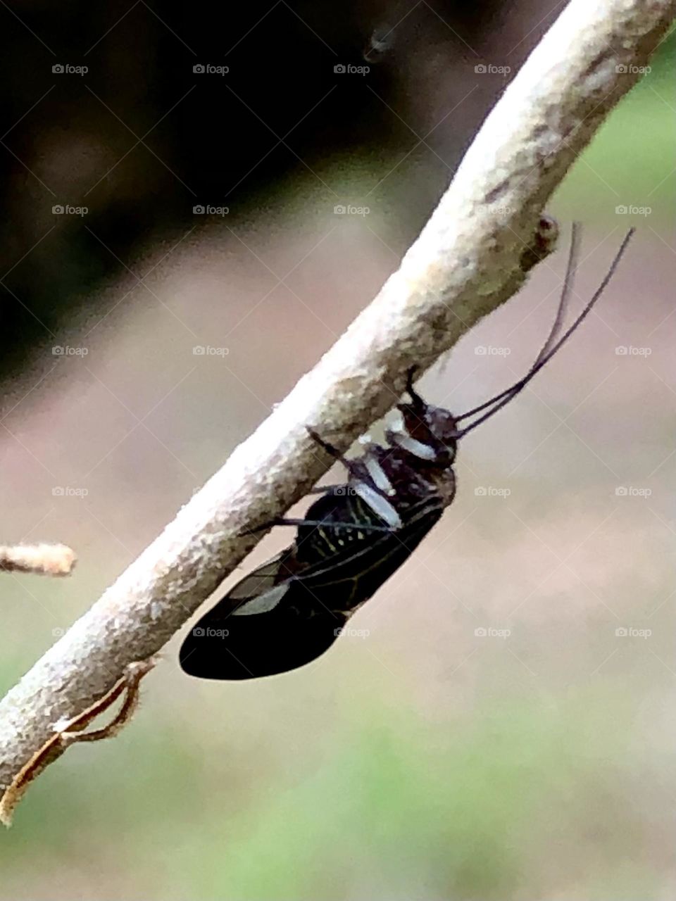 Is it a beetle? A wasp? A bee? I have no idea but he was a good subject!!