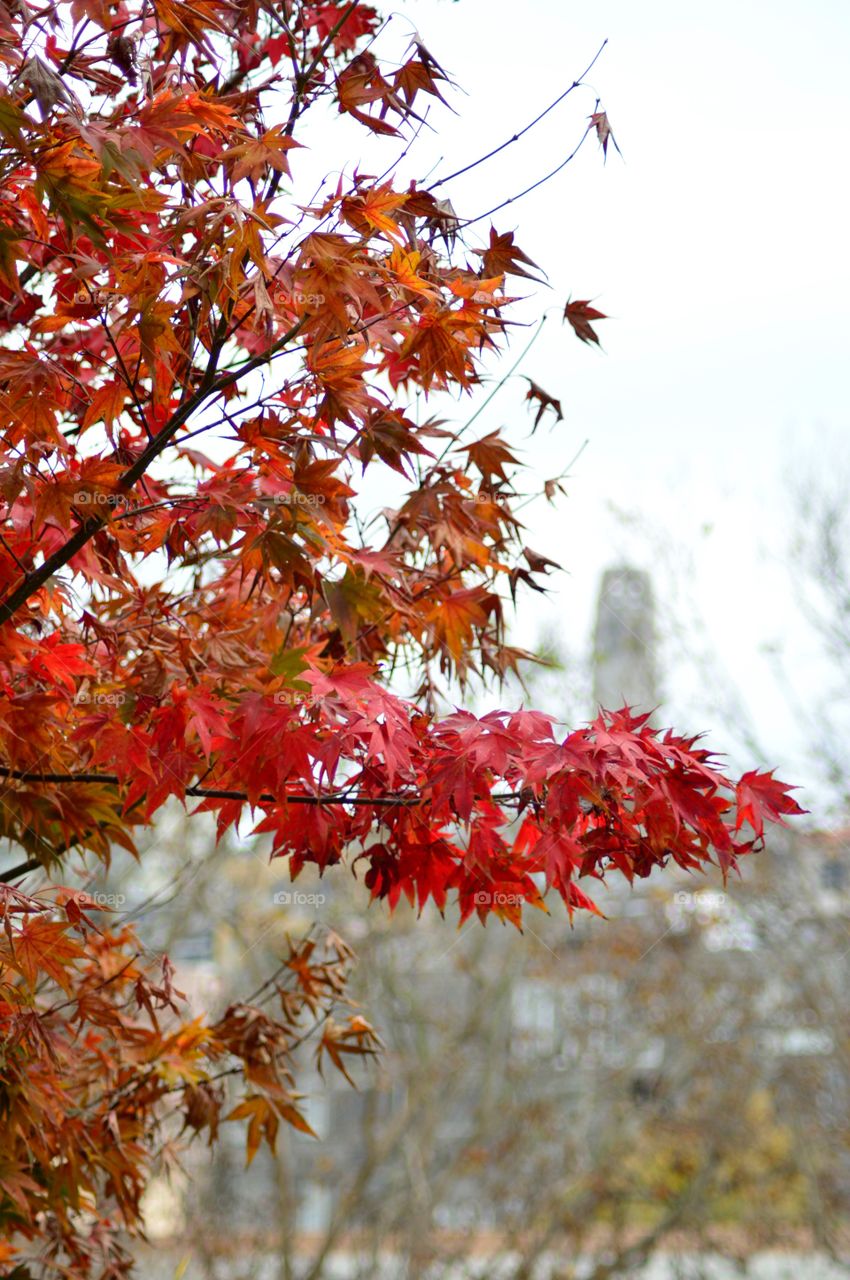 Autumn in San Francisco 