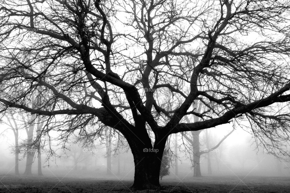 Dominance . Park in fog