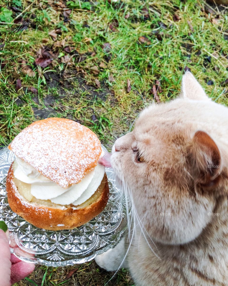 semla and cat