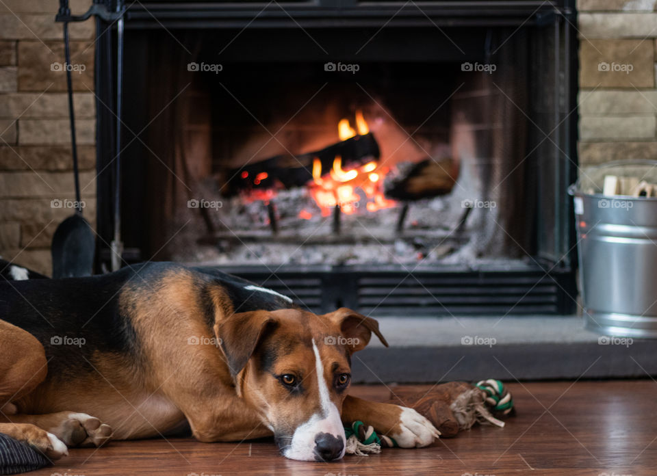 He loves laying by the Fire