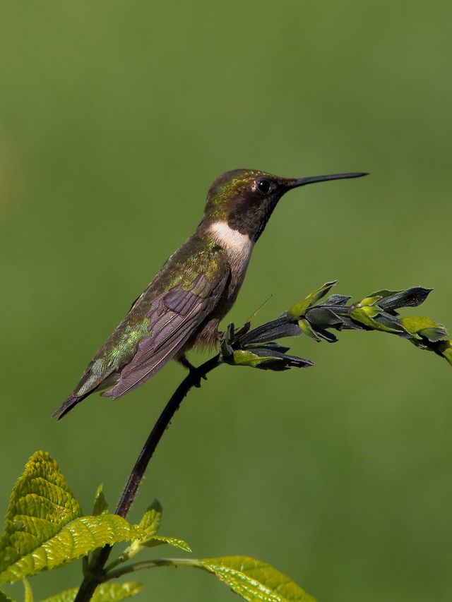 hummingbird