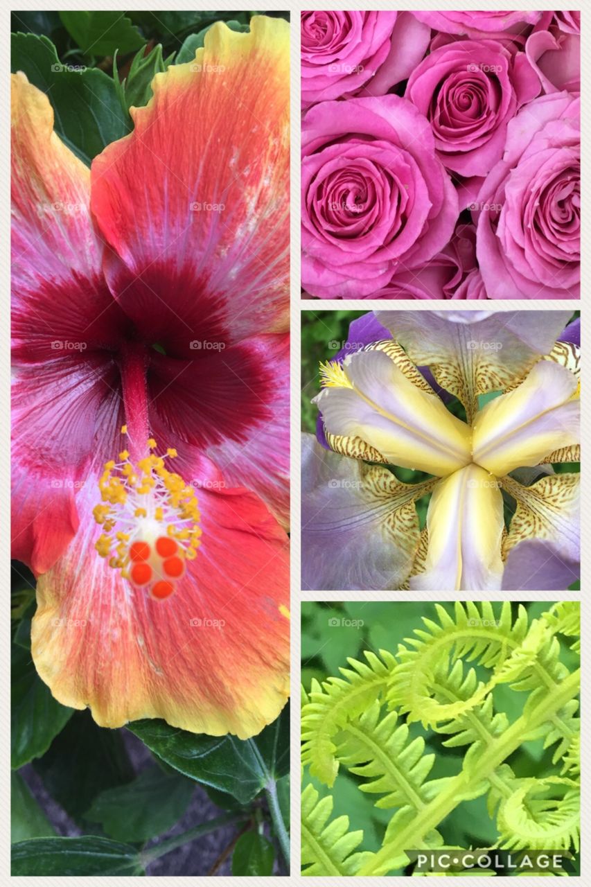 Flower collage- hibiscus, rose, Iris & fern