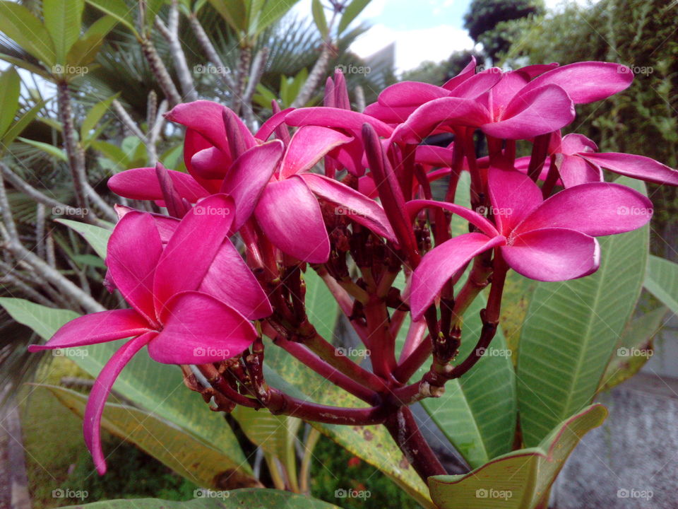 Pink Flowering Tree