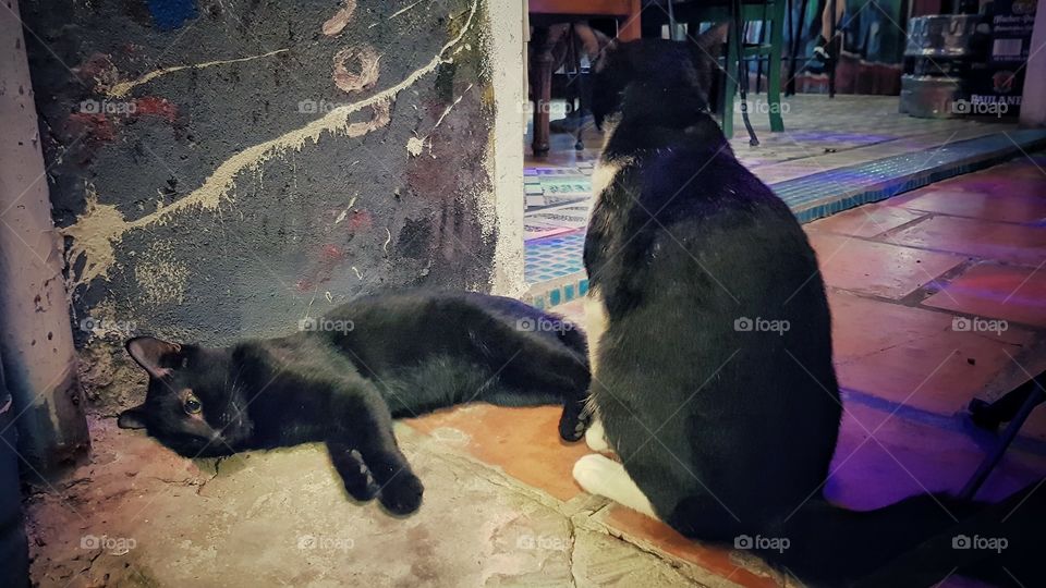 Black cat vs B&W cat 😂