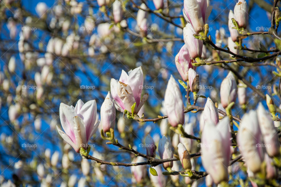 Magnolia flowers in a park in Lund Sweden.