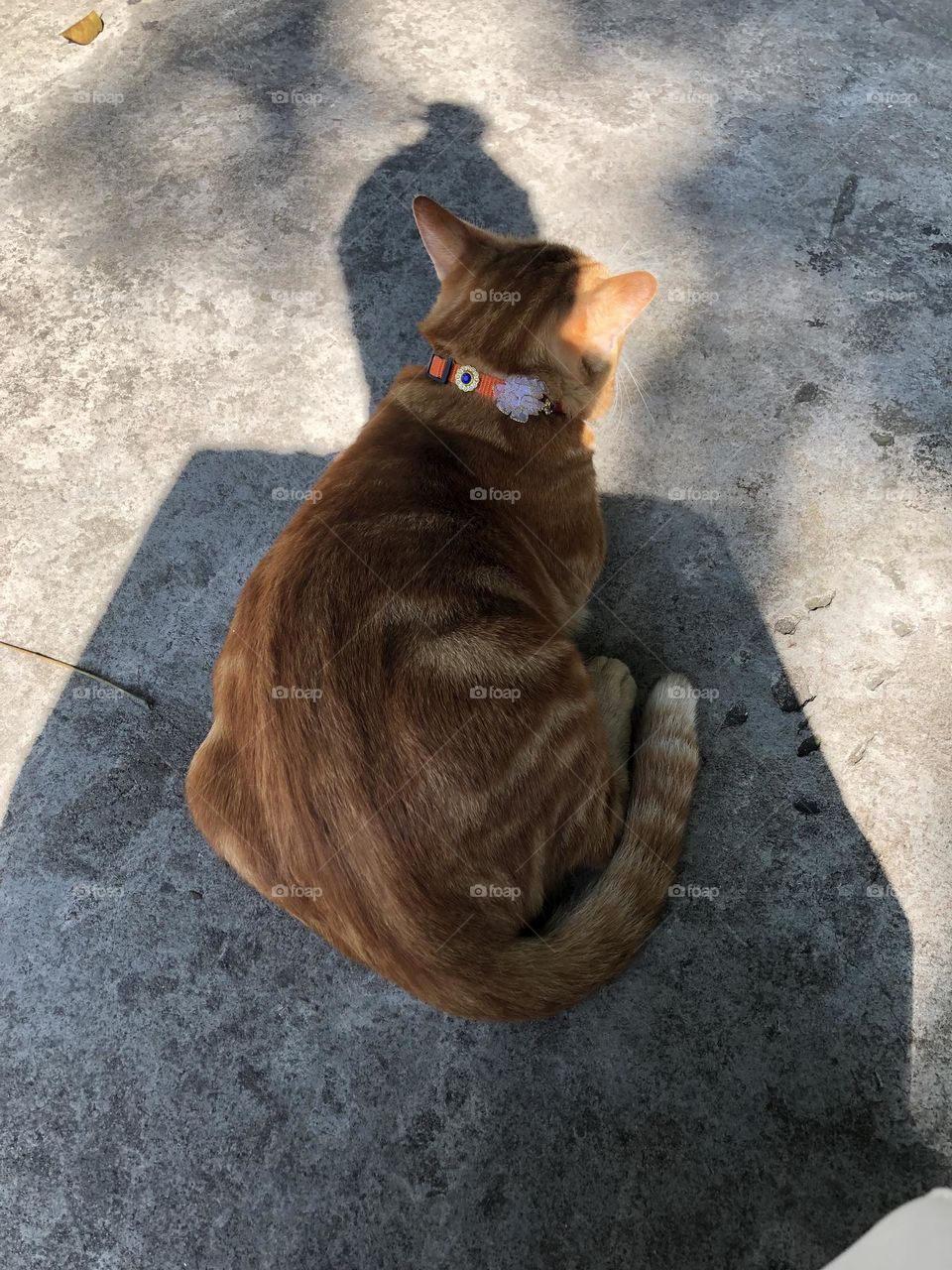 Unique orange cat